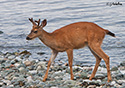 Odocoileus hemionus